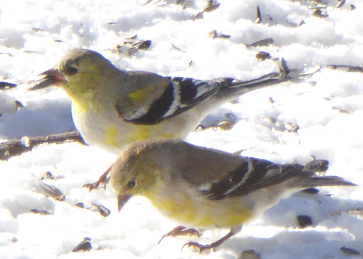 American Goldfinch - ML151339941