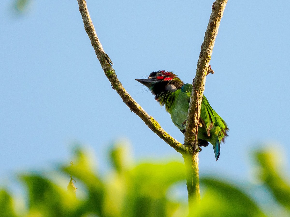 Kara Kulaklı Barbet - ML151340441