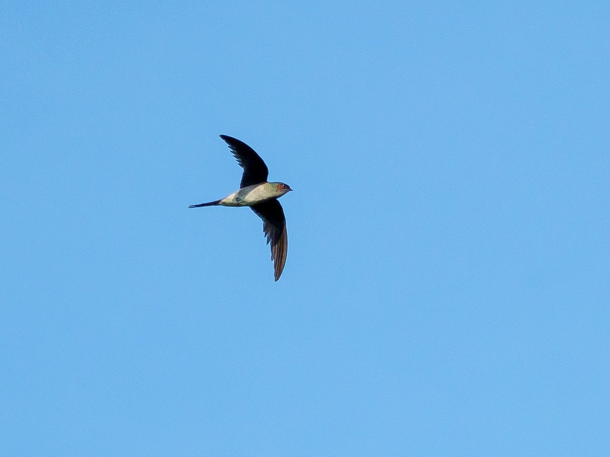 Gray-rumped Treeswift - ML151341881