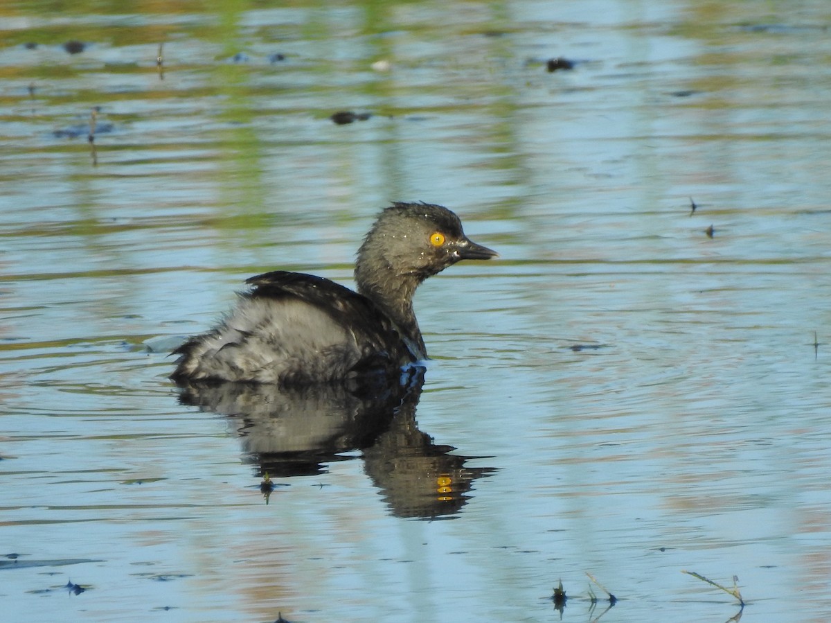 Least Grebe - ML151342031