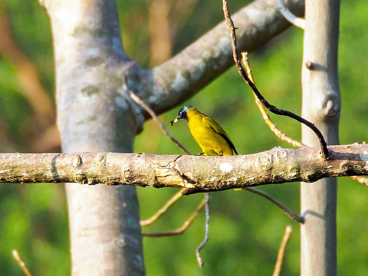 Black-headed Bulbul - ML151342081