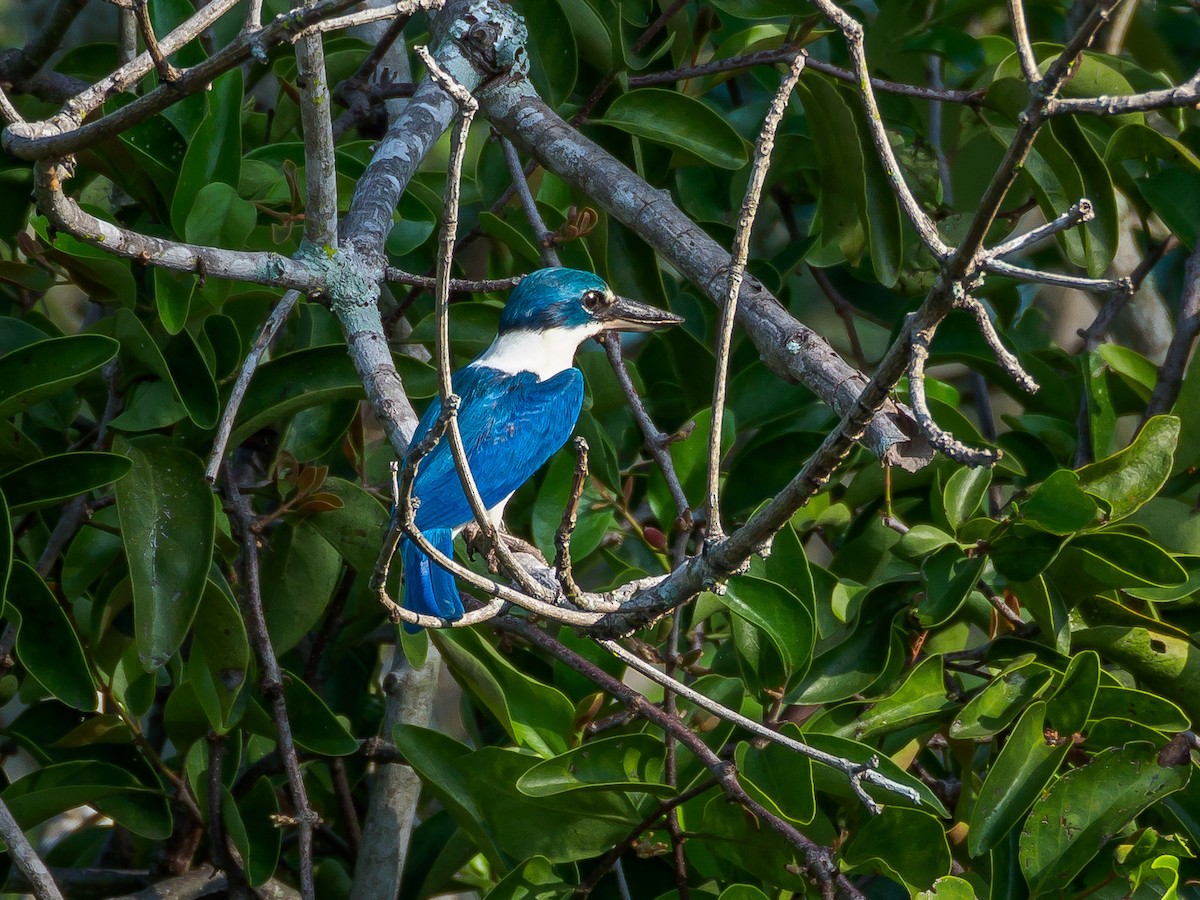 Collared Kingfisher - ML151342291