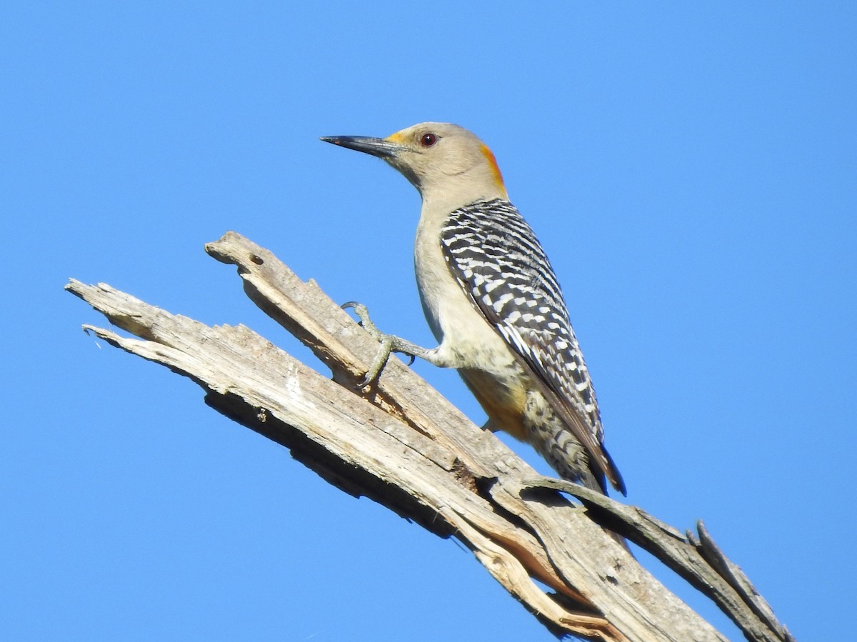 Golden-fronted Woodpecker - Kent Miller