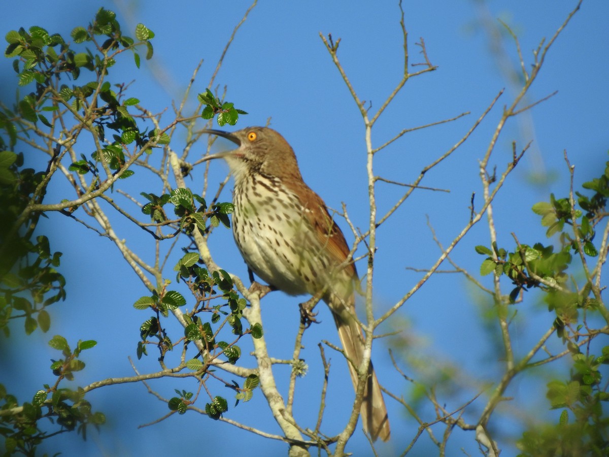 Long-billed Thrasher - ML151342911