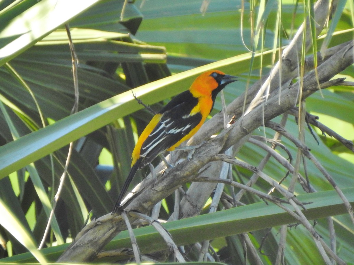 Oriole à gros bec - ML151342941