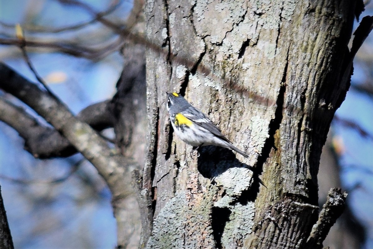 Yellow-rumped Warbler - ML151343551