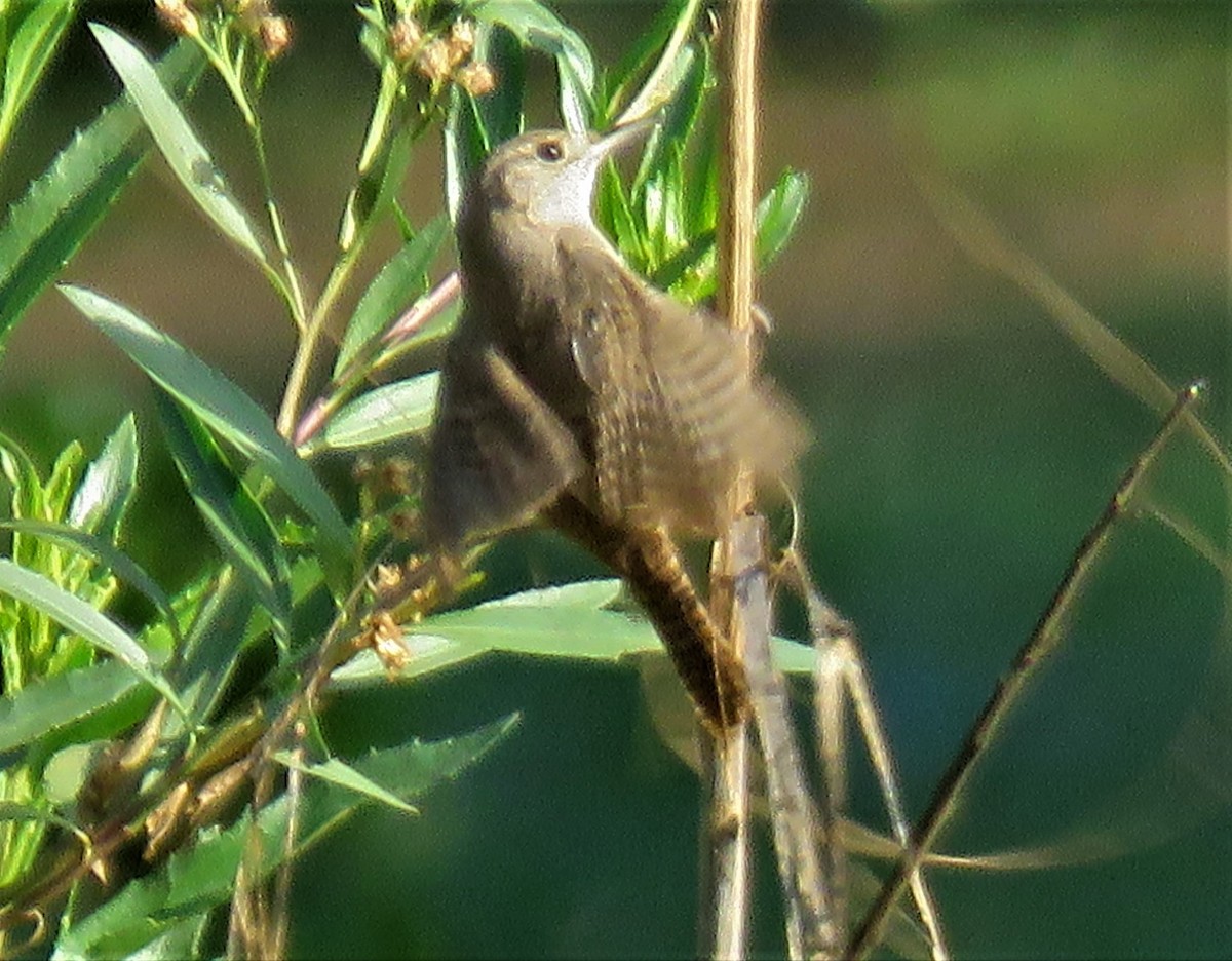 Northern House Wren - ML151346921
