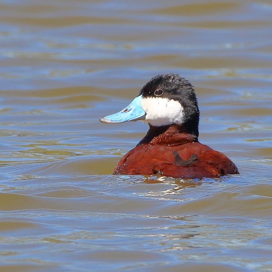 Ruddy Duck - ML151347641