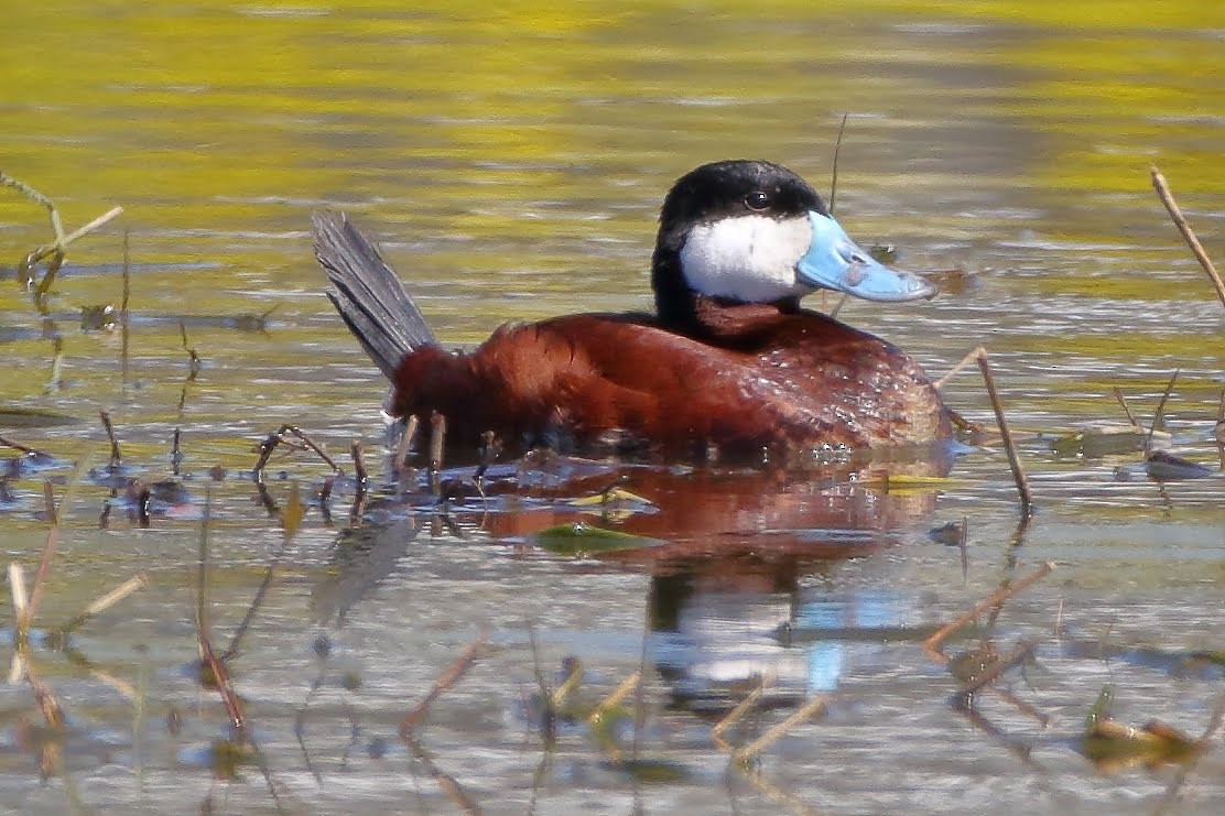 Ruddy Duck - ML151347691