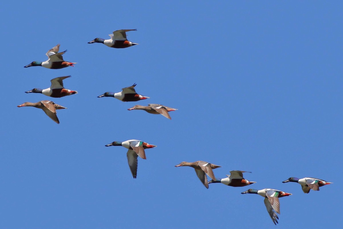 Northern Shoveler - ML151348521
