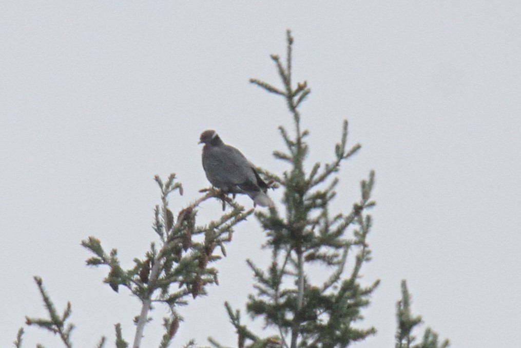 Band-tailed Pigeon - ML151349571