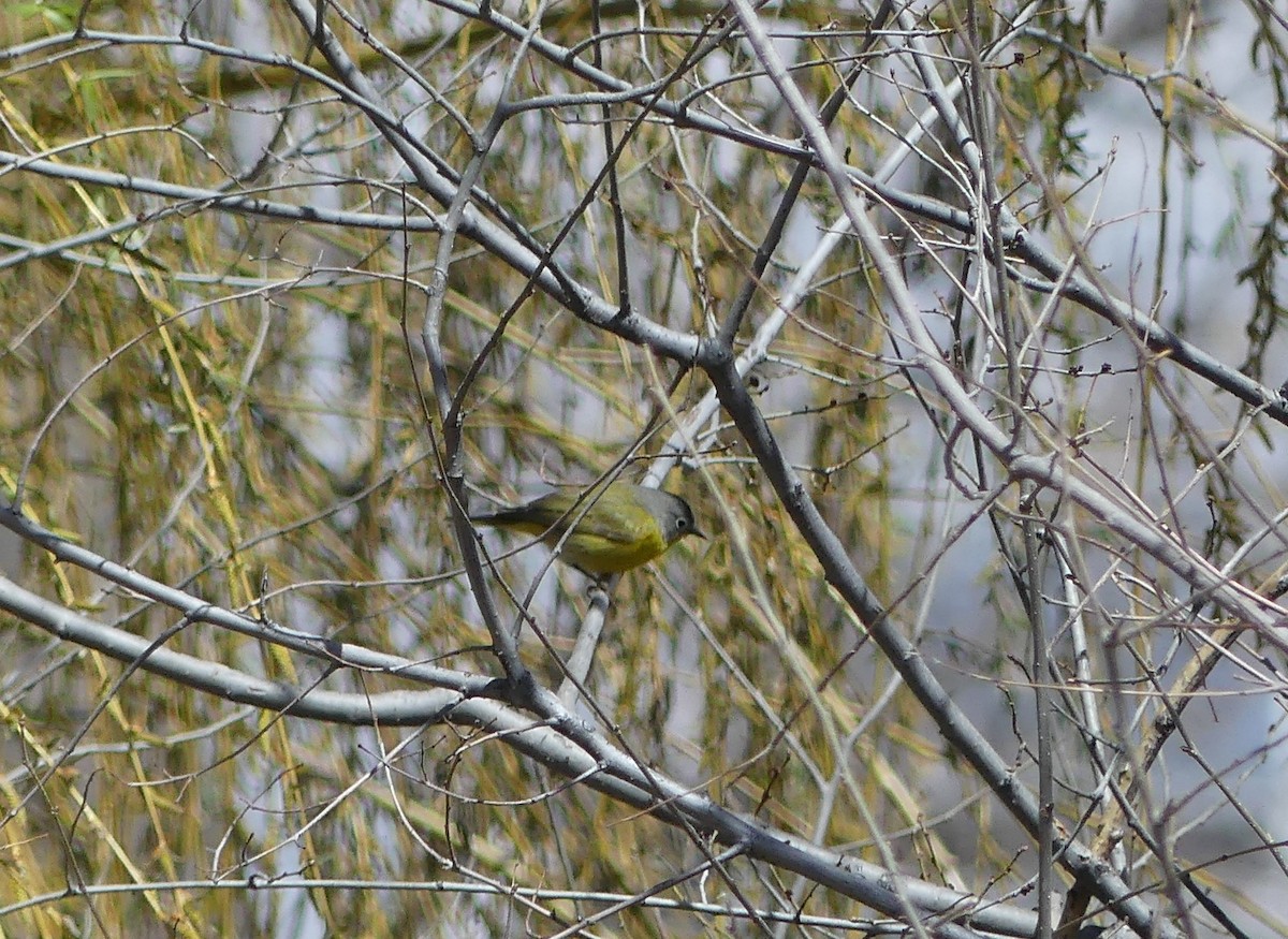Nashville Warbler - ML151349751