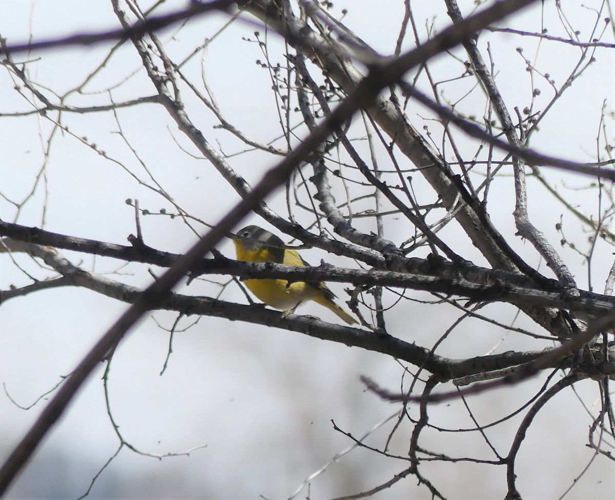 Nashville Warbler - ML151351701