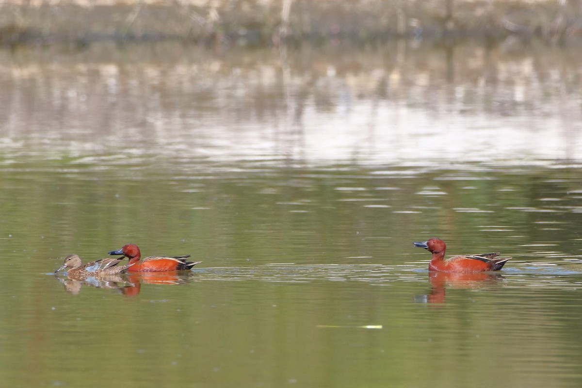 Cinnamon Teal - ML151351761