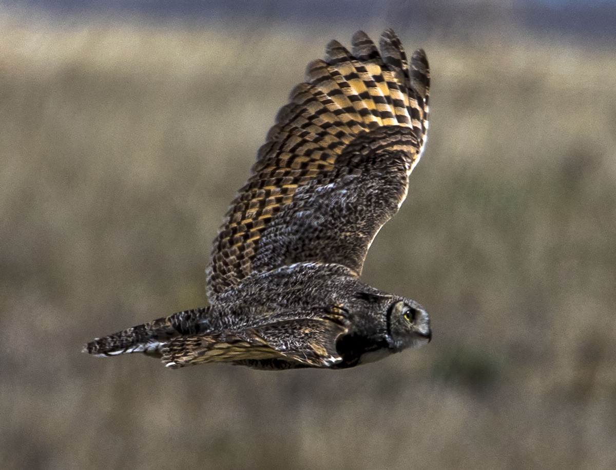 Great Horned Owl - ML151351951