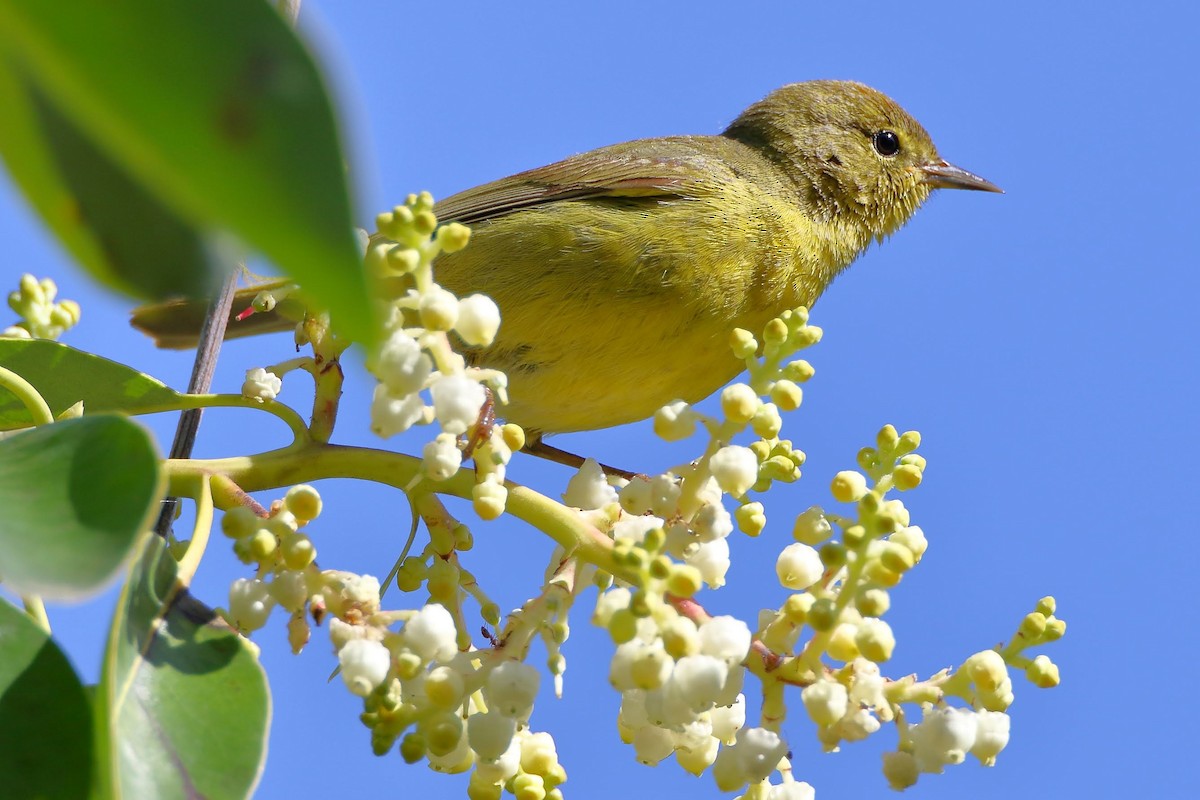 Orange-crowned Warbler - Keith Leland