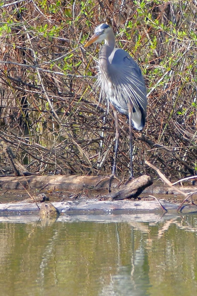 Great Blue Heron - Keith Leland