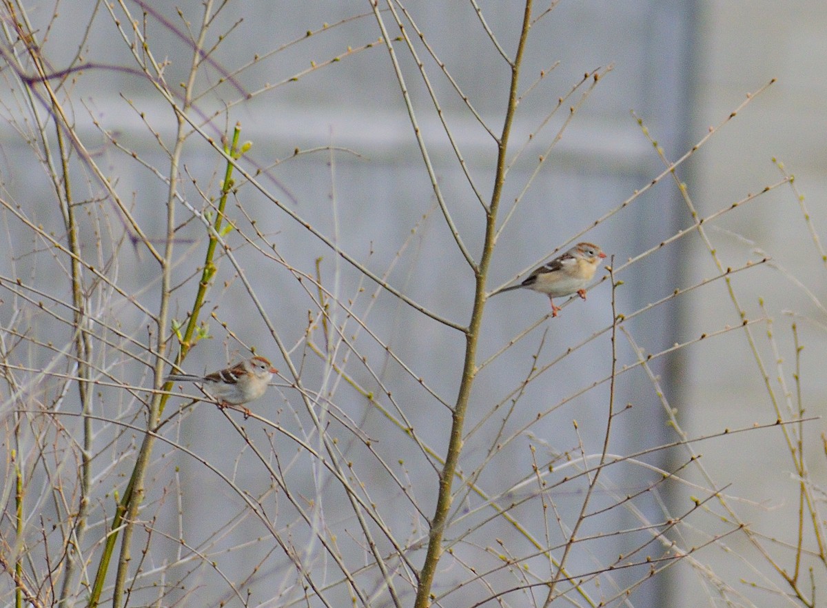 Field Sparrow - Matt Hall