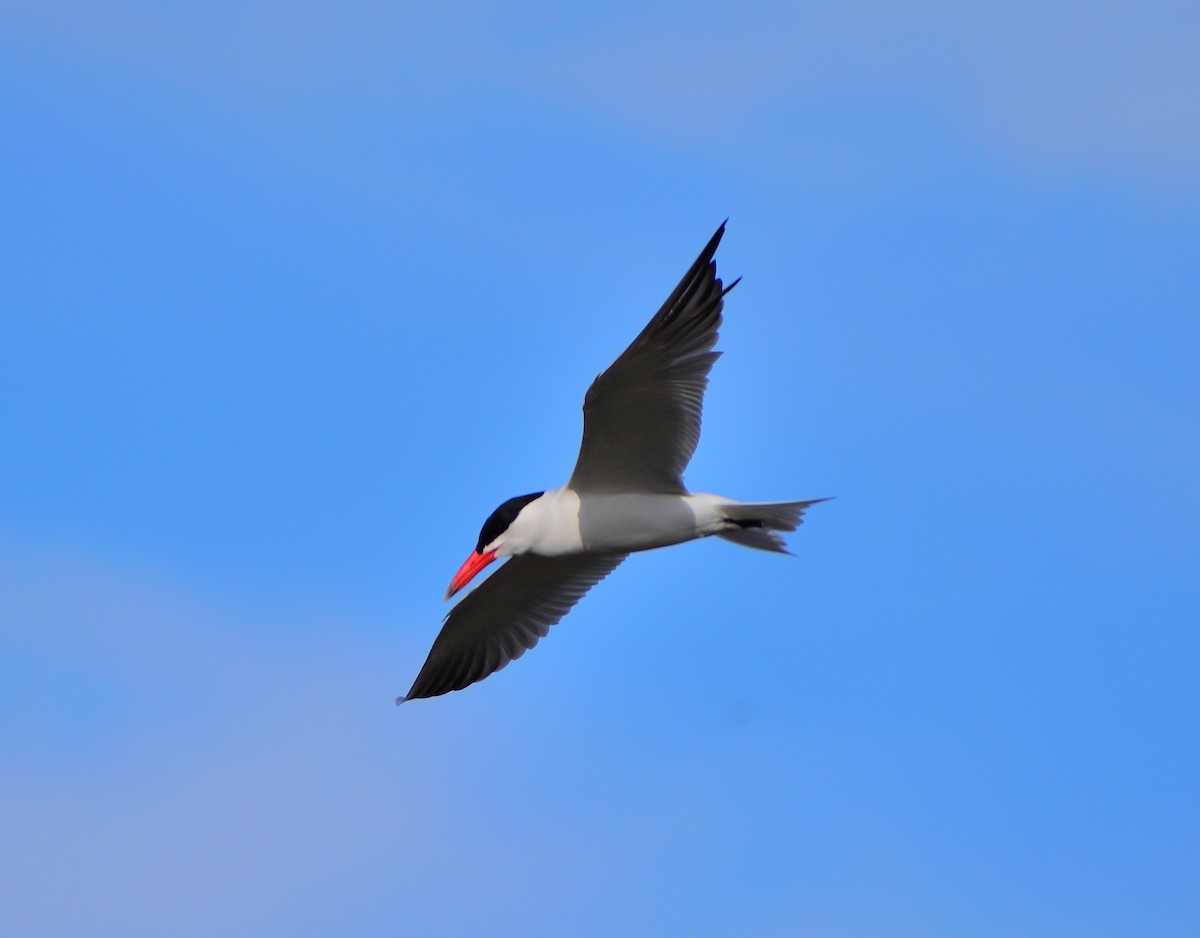 Caspian Tern - ML151352981