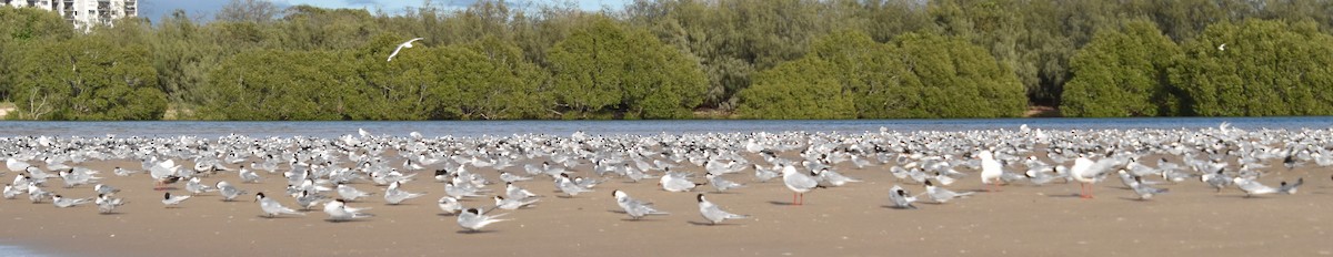 Common Tern - ML151353111