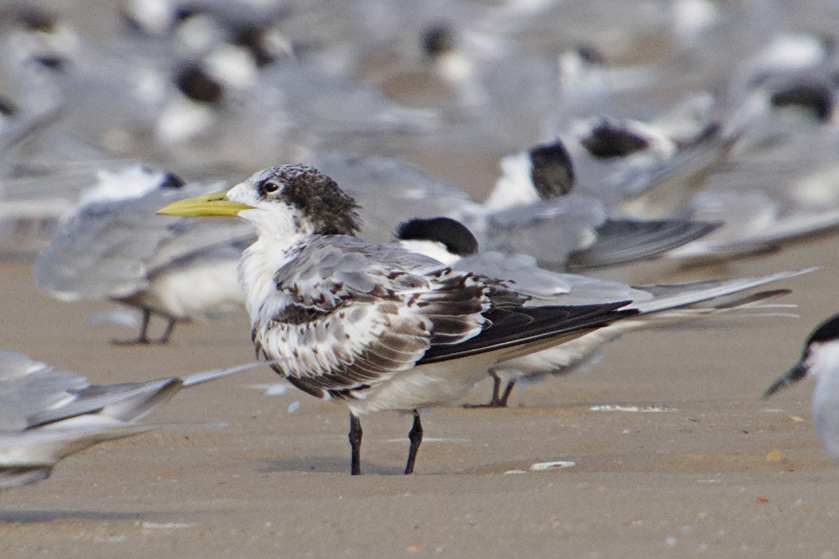 Great Crested Tern - ML151353351