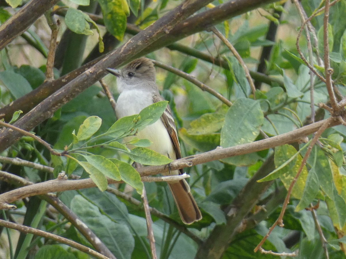 Ash-throated Flycatcher - ML151353371