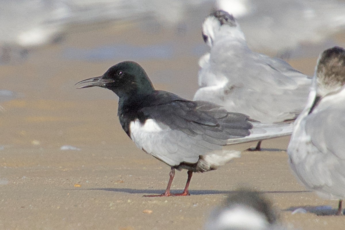 White-winged Tern - ML151353391