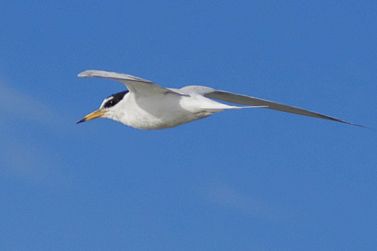 Little Tern - ML151353441