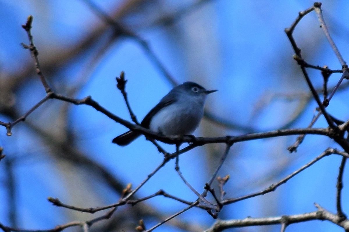 Blue-gray Gnatcatcher - ML151353861