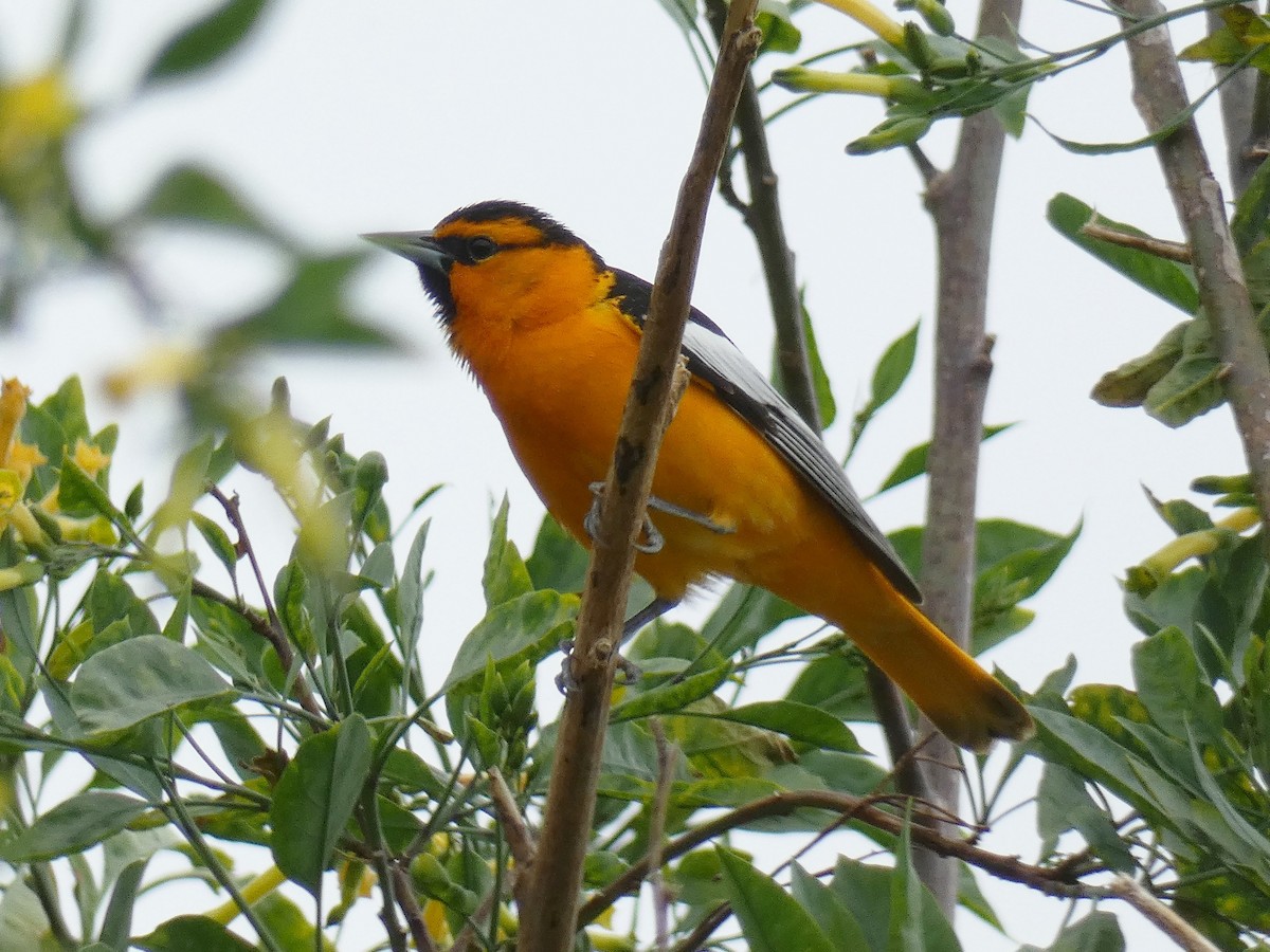 Bullock's Oriole - ML151354021