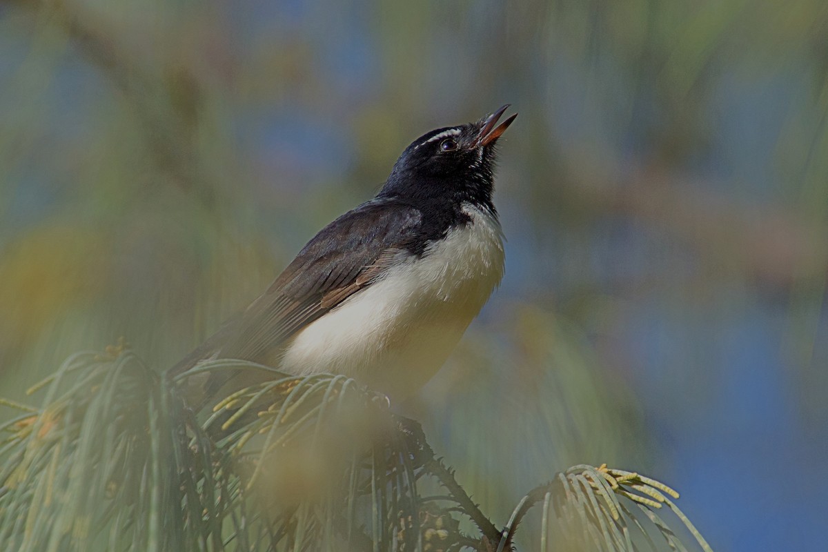 Willie-wagtail - Gillie Matthew