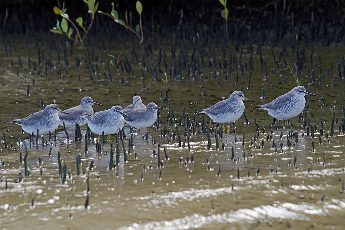 Gray-tailed Tattler - ML151356401