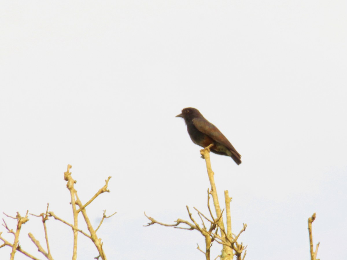 Swallow-winged Puffbird - ML151357231