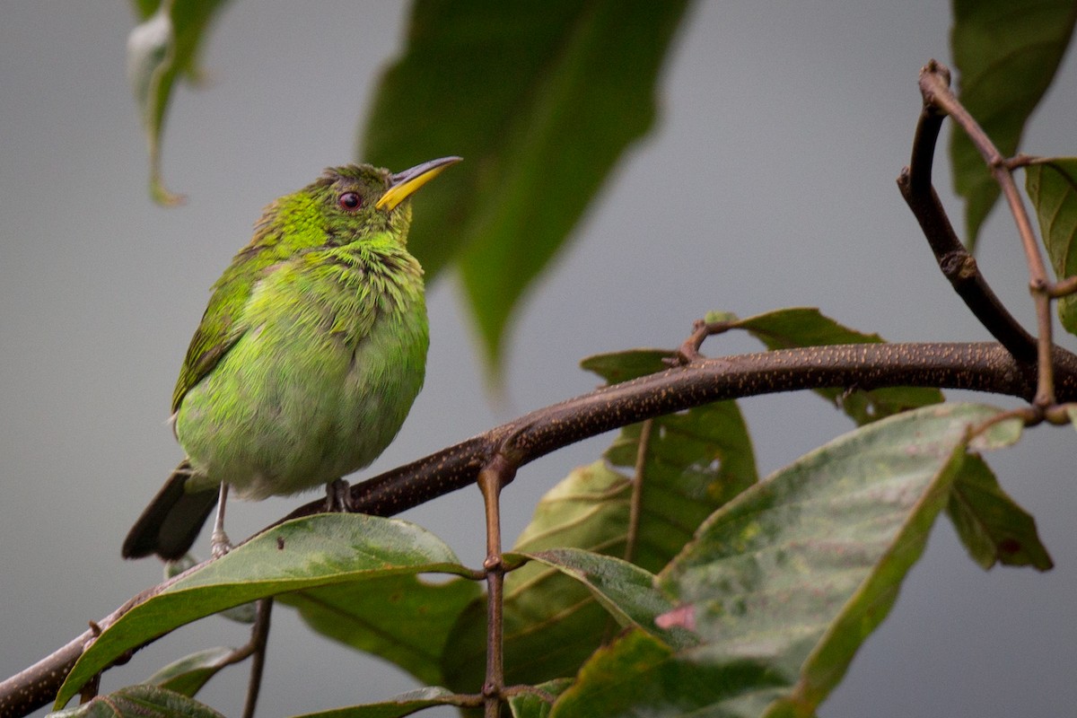 Mielerito Verde - ML151358521