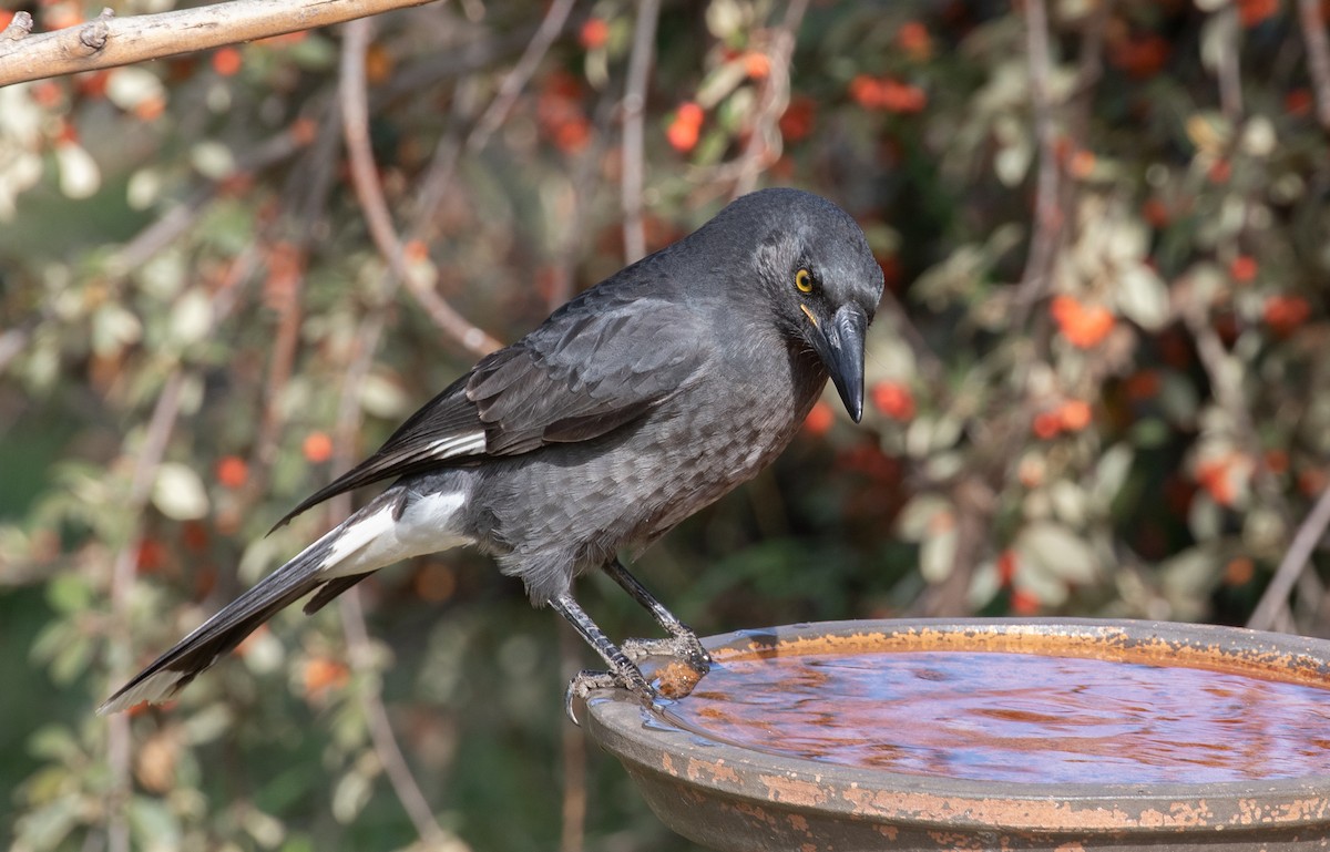 Pied Currawong - ML151359361