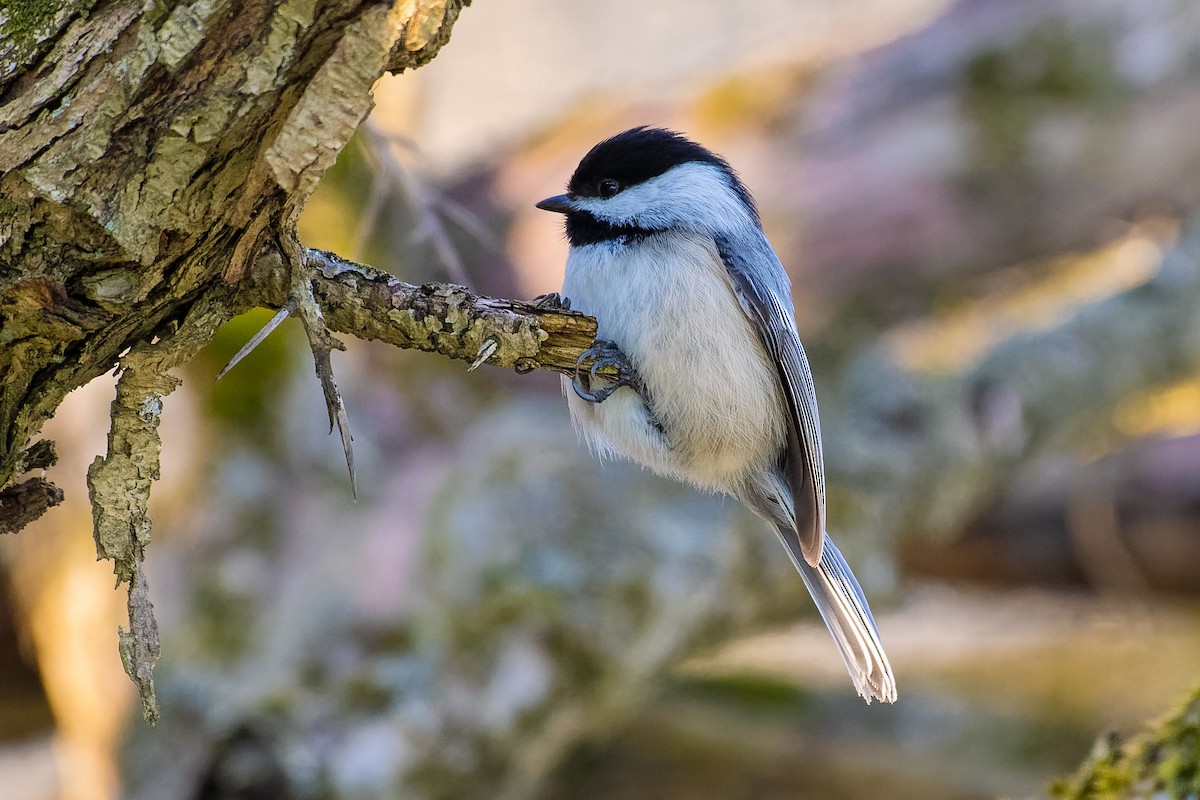 Black-capped Chickadee - Don Danko