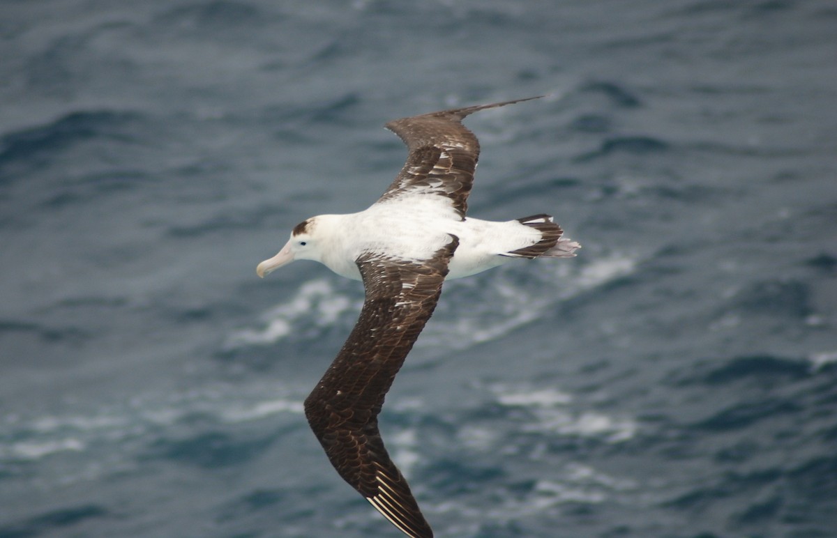 Antipodean Albatross (New Zealand) - ML151362461