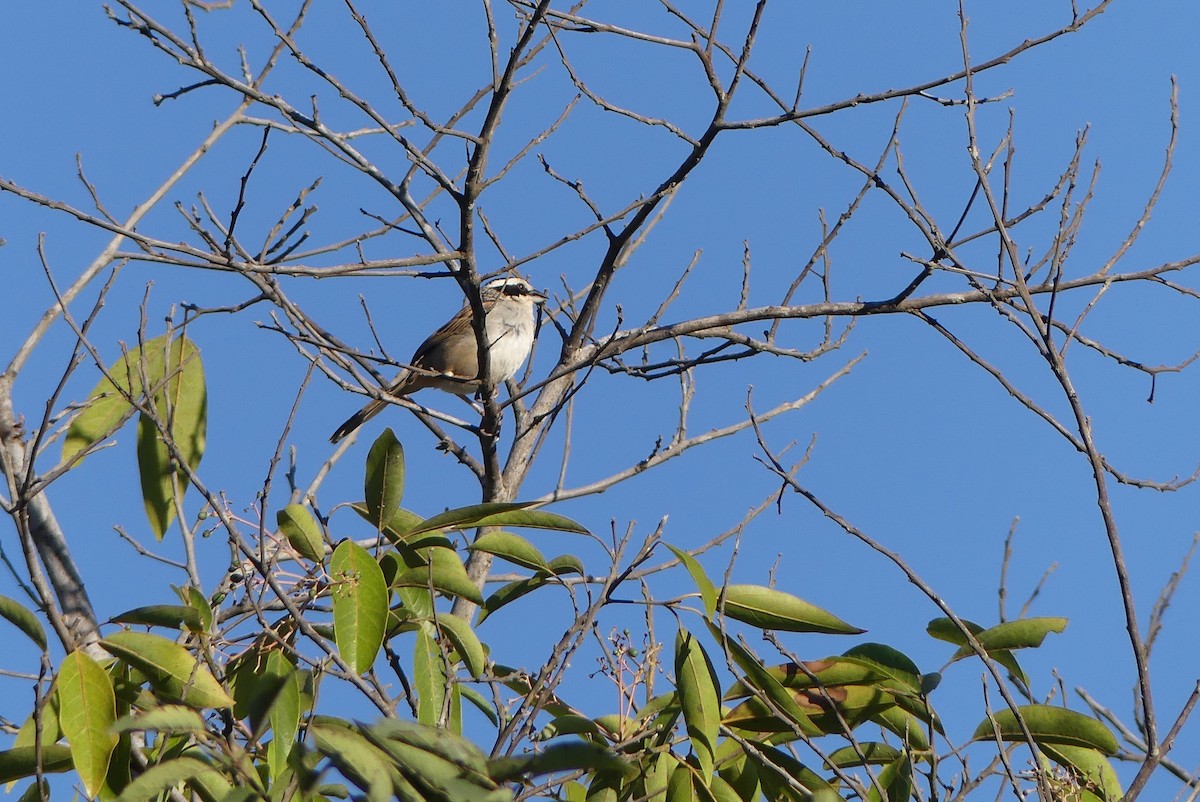 Stripe-headed Sparrow - Blythe Brown