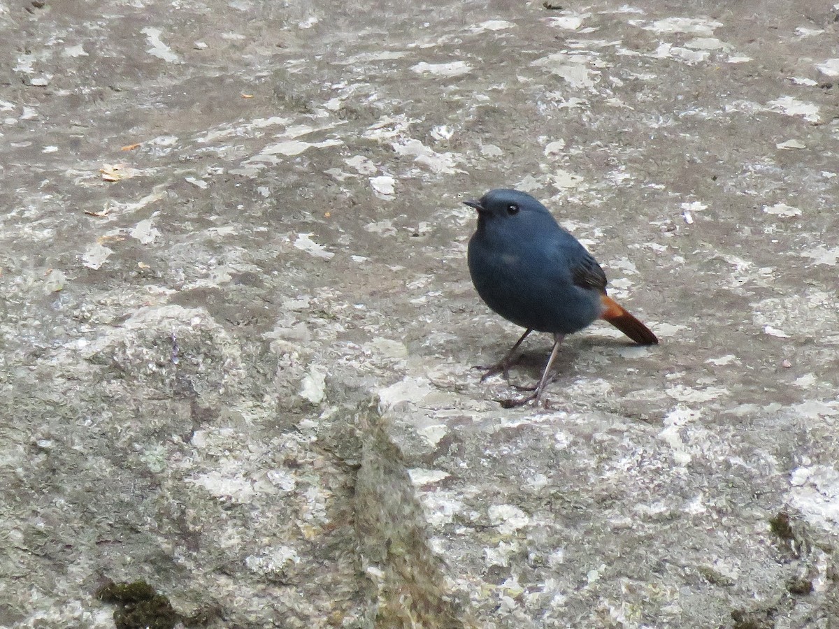 Plumbeous Redstart - ML151362831