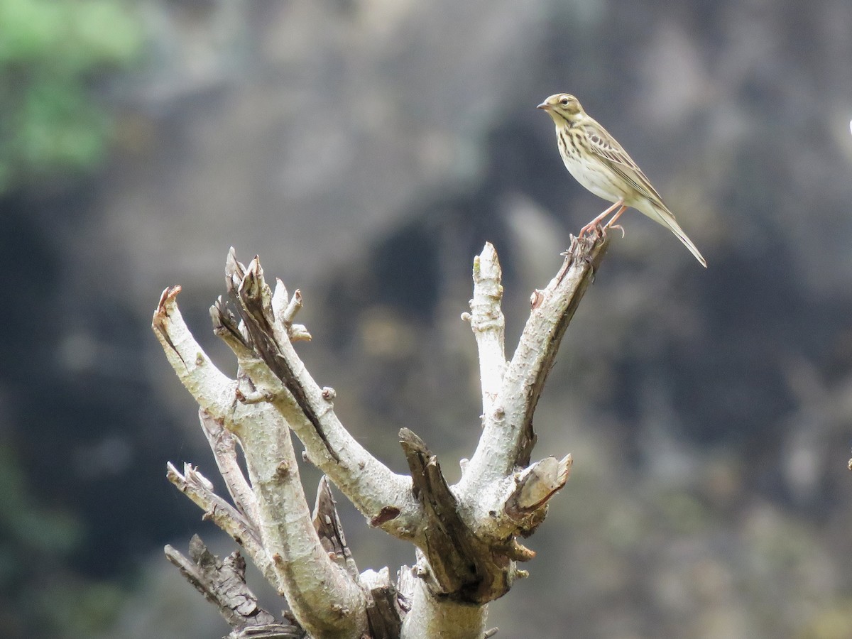 Tree Pipit - ML151363581