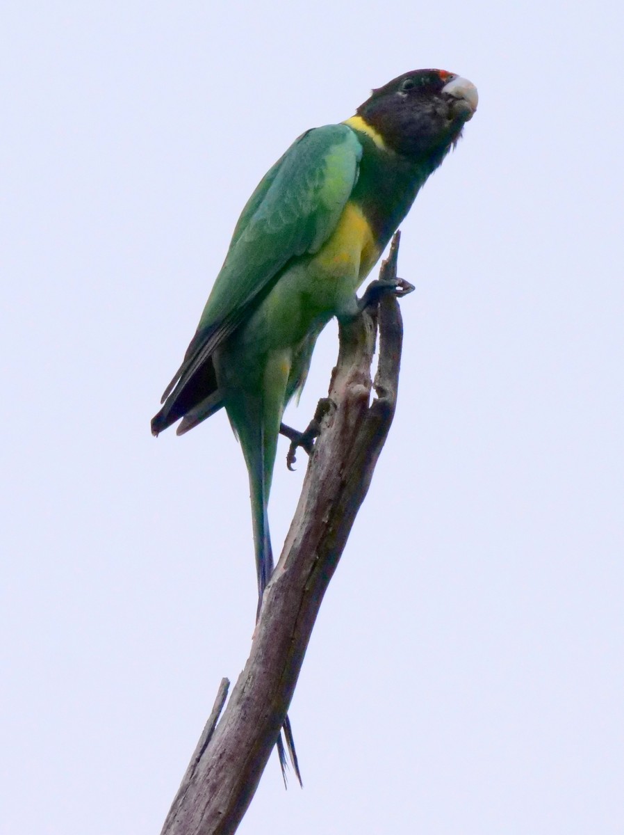 Воротничковый попугай - ML151363771