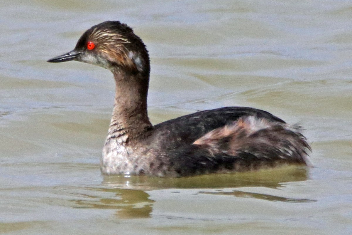 Eared Grebe - ML151364131