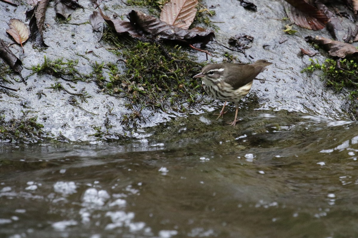 Louisiana Waterthrush - ML151364511