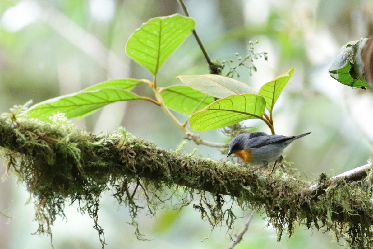 Flame-throated Warbler - Cameron Eckert