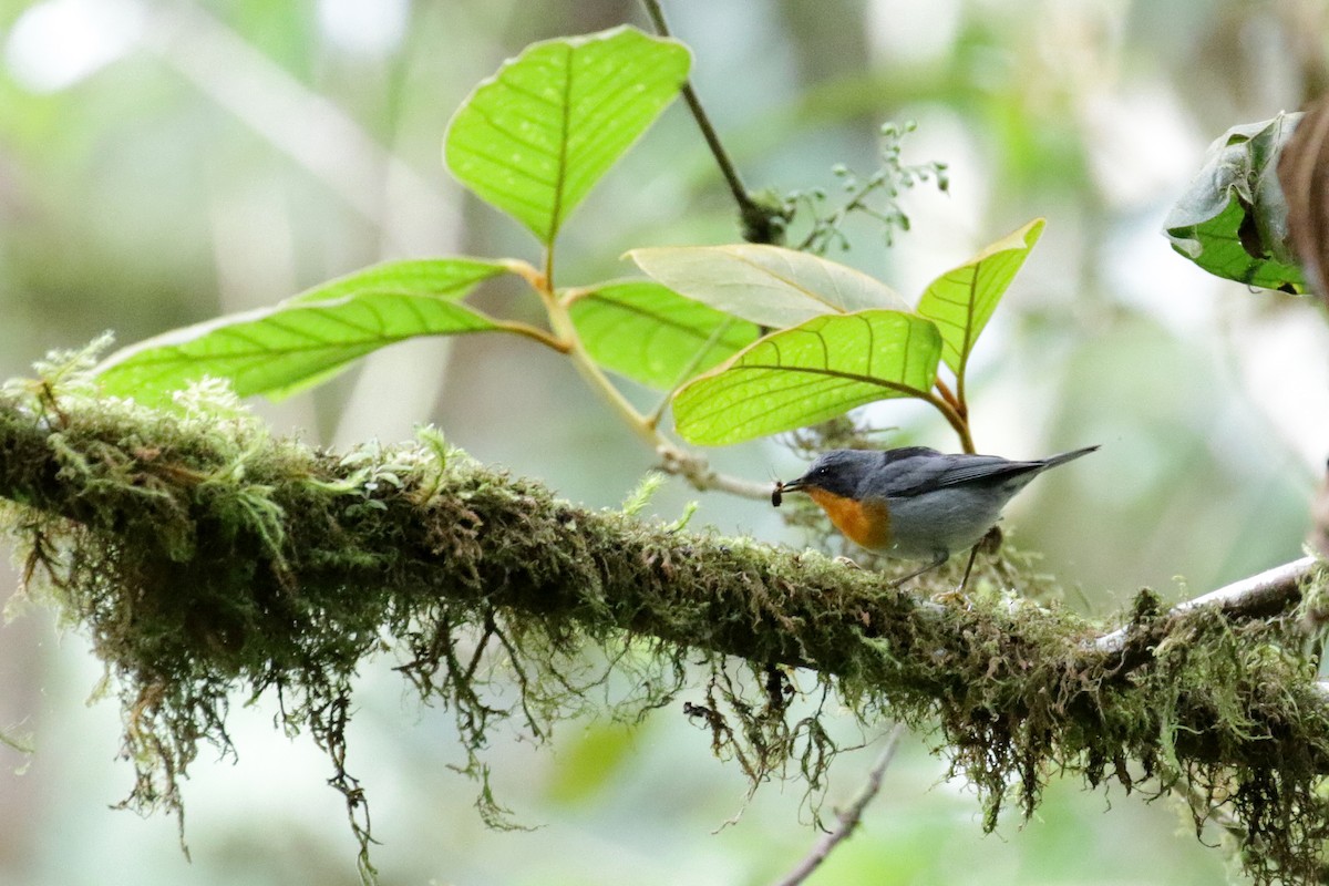 Flame-throated Warbler - ML151364761