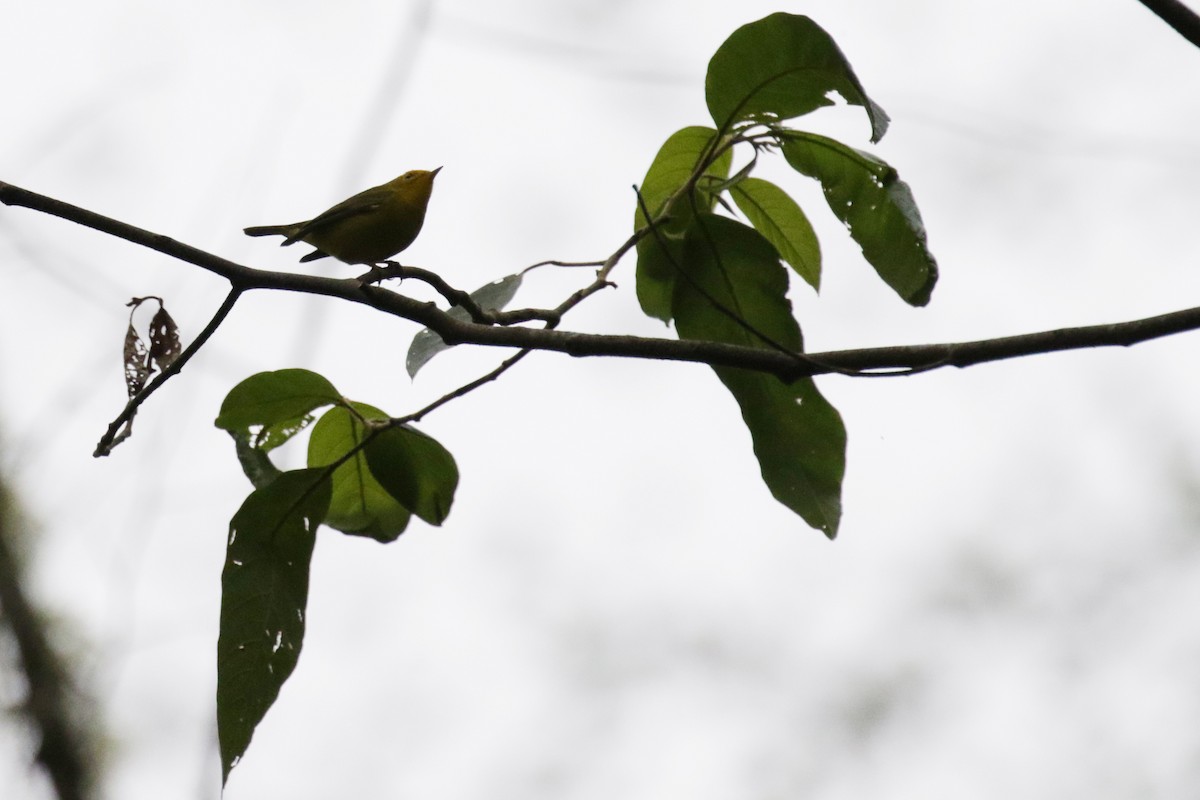 Wilson's Warbler - ML151364981