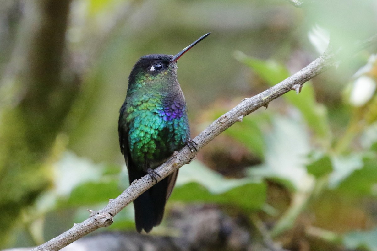 Fiery-throated Hummingbird - ML151365181