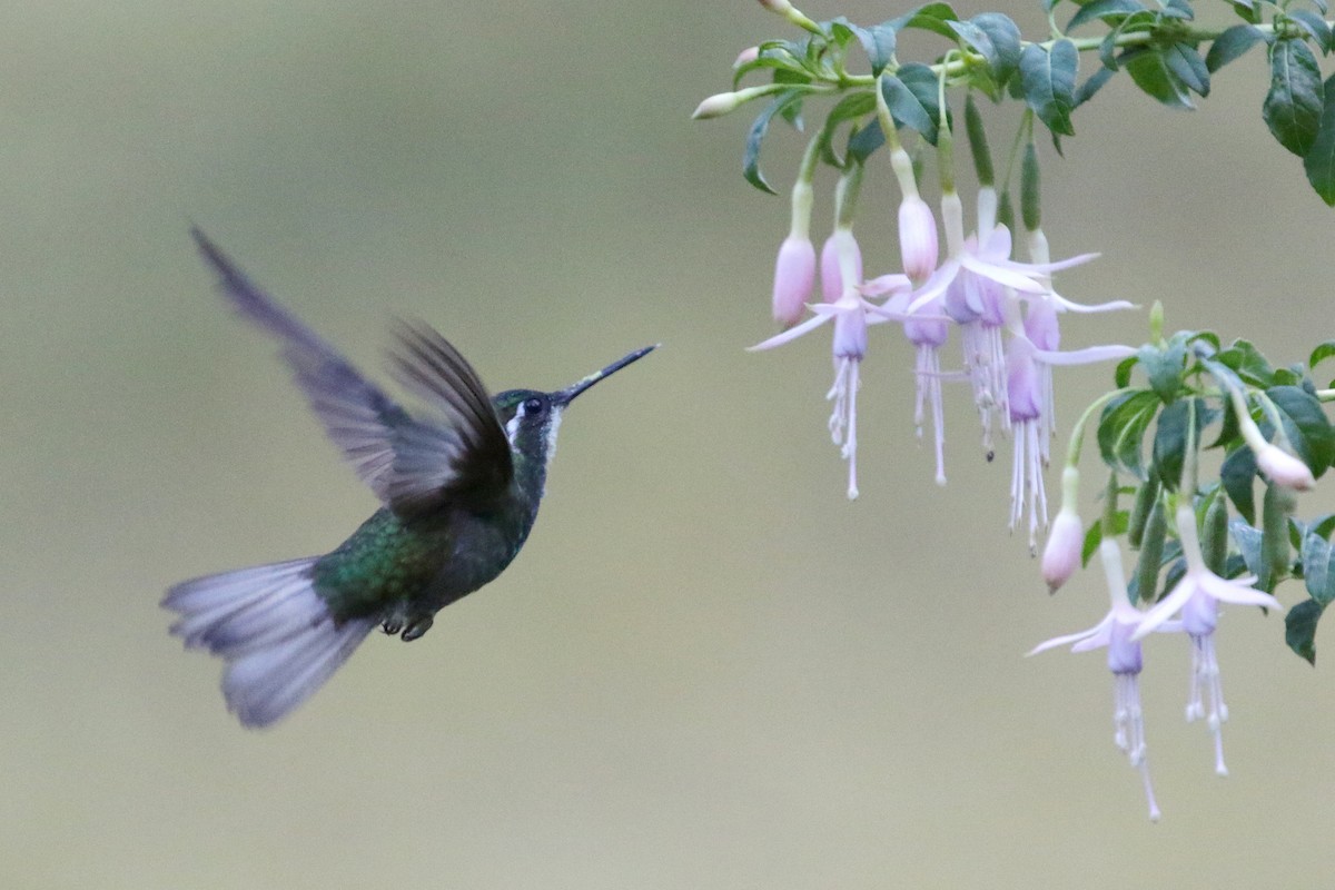 White-throated Mountain-gem - ML151365241