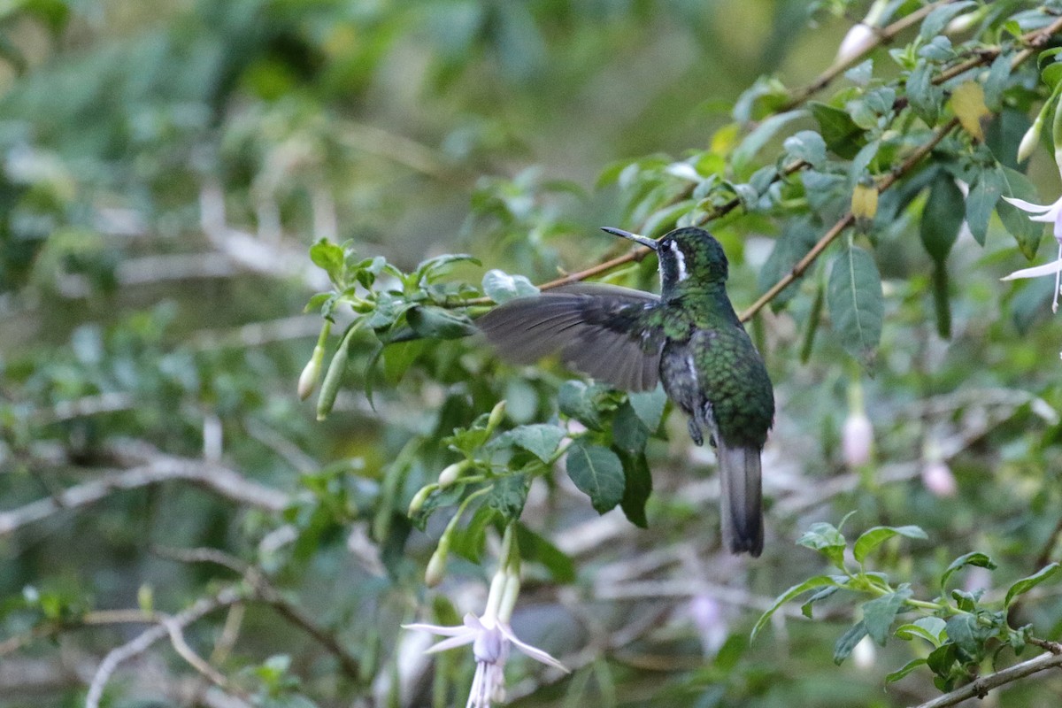 White-throated Mountain-gem - ML151365271