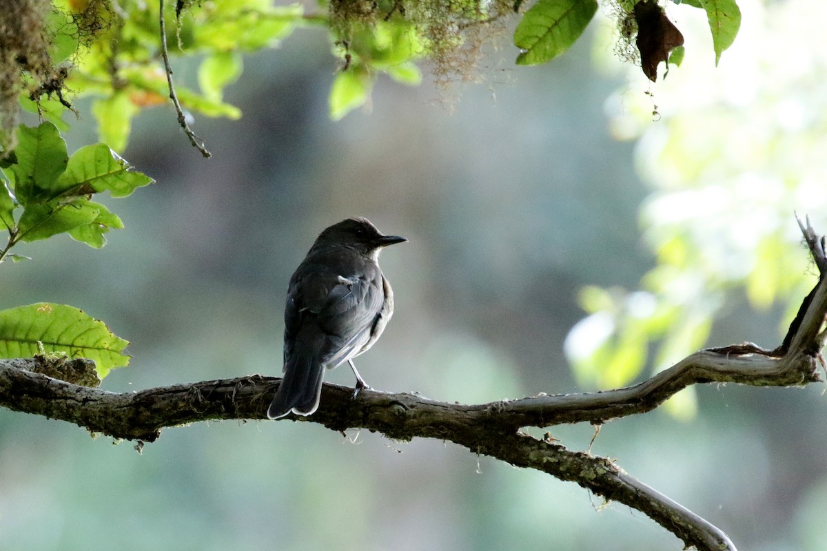 Mountain Thrush - ML151365441